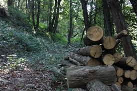 Avviso Domanda Taglio Bosco (Farneto) 