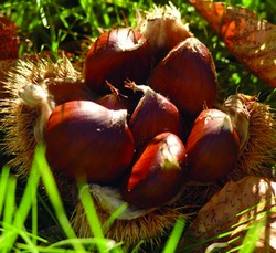 18° Sagra della Castagna