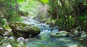 Raccolta legname alveo del fiume Reno