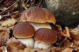 L’Unione dell’Appennino bolognese lancia il tesserino online per la raccolta funghi