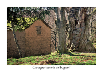 Castagno 