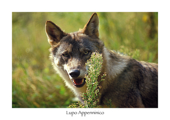 Lupo Appenninico