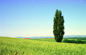 Campi