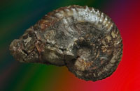 fossile anahoplites