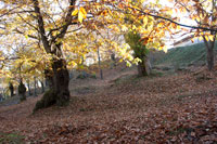 castagneto della chiesa vecchia