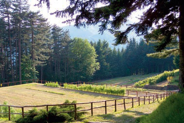 Vivaio forestale Cottede