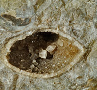 fossile