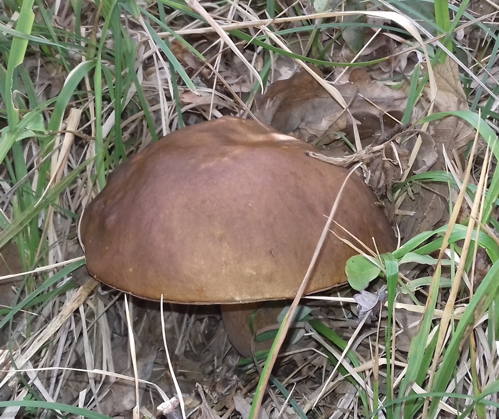 TESSERINO PER LA RACCOLTA FUNGHI ONLINE.