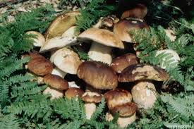 Divieto di raccolta funghi dal 26 Settembre al 1 Novembre 2015