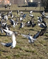 Divieto di somministrazione di cibo ai piccioni ed animali selvatici in genere.