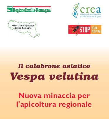 Vespa Velutina 