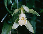 Vanília (Vanilla planifolia) virágzata