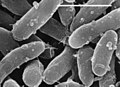 Bacteria - Gemmatimonas aurantiaca (- = 1 Micrometer)