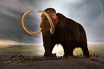 Gyapjas mamut rekonstrukciója