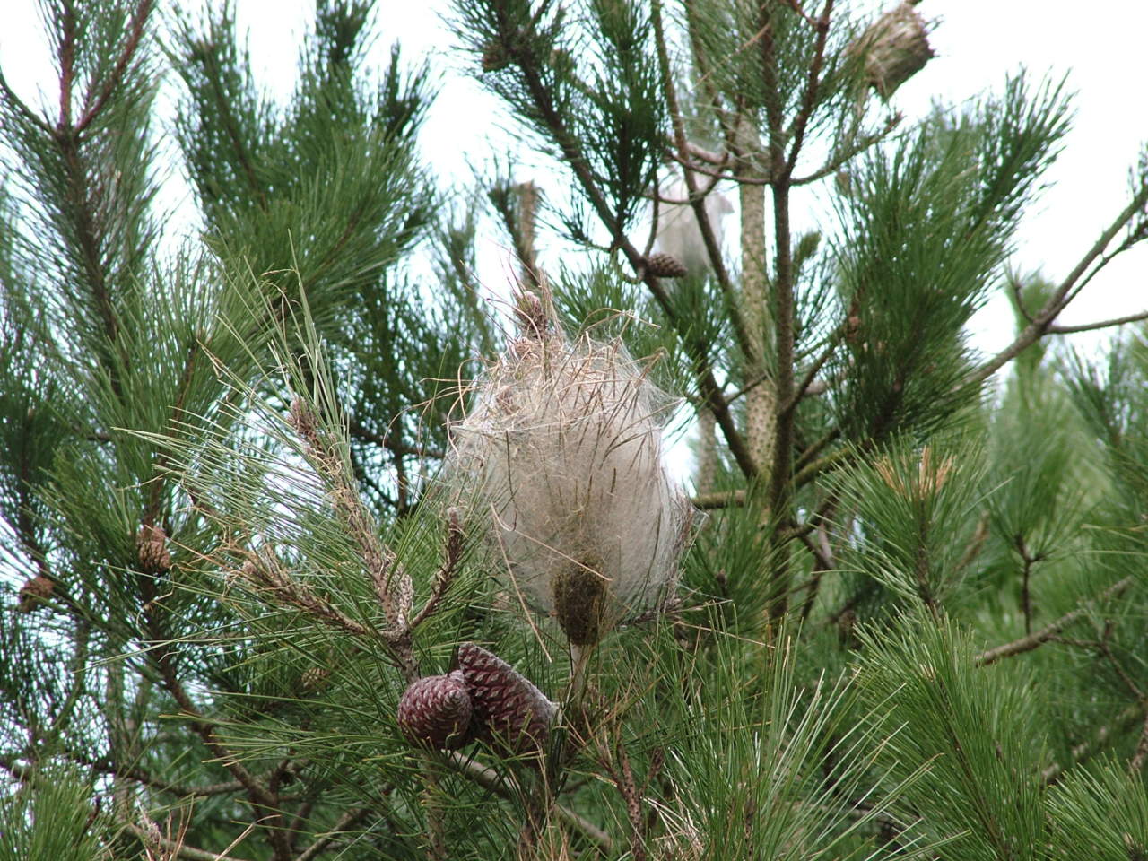 Attenzione alle Processionarie