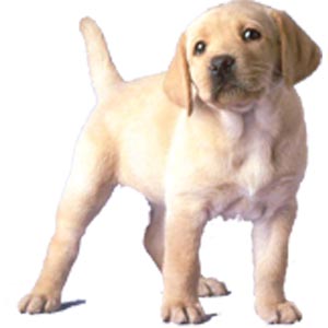 Campagna di sensibilizzazione contro la leishmaniosi canina