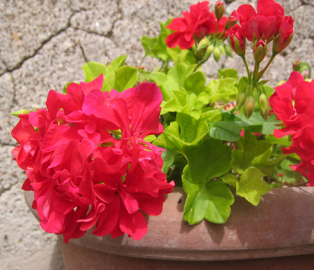 Grizzana in Fiore - Sabato 3 e domenica 4 maggio 2014