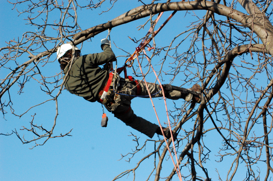 Sabato 14 dicembre: dimostrazione presso Villa Mingarelli