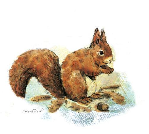 Alla scoperta degli animali del bosco