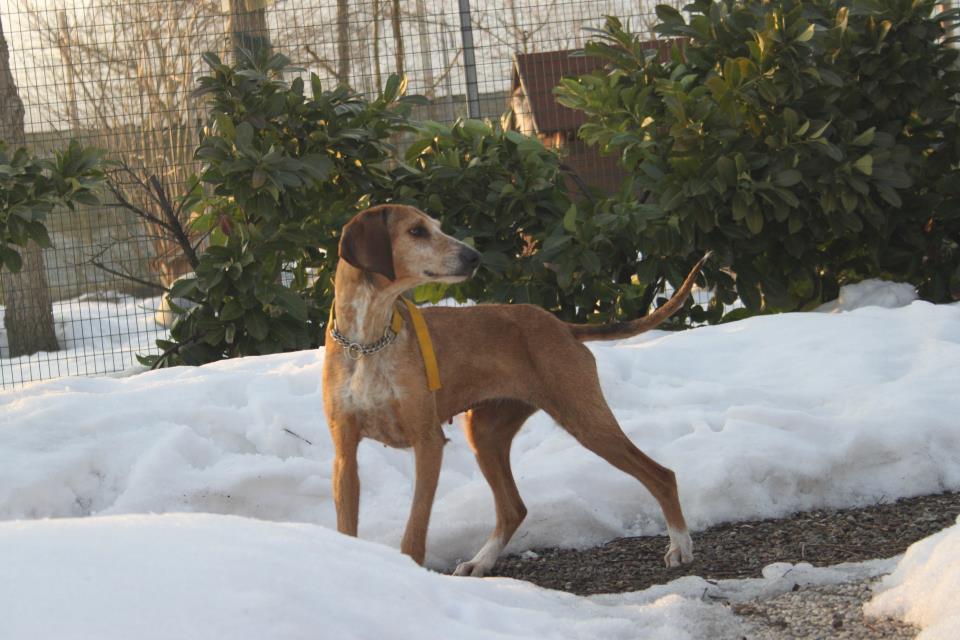 Un cane al mese da adottare...