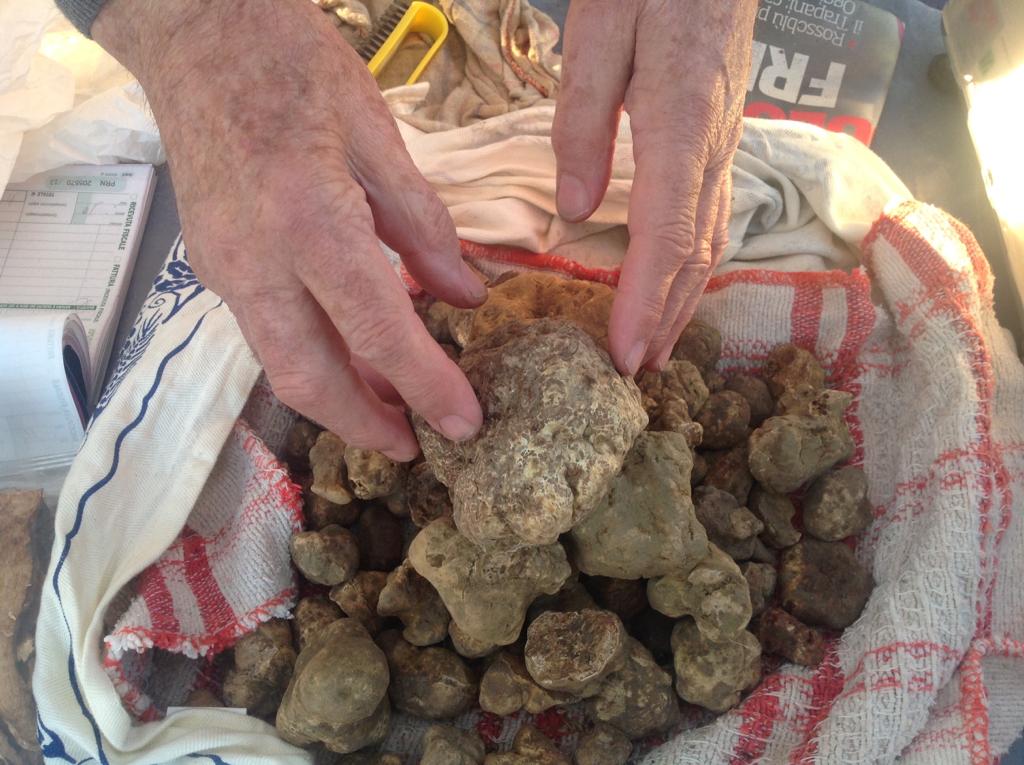 Tartufo, gli appuntamenti di Camugnano e Grizzana