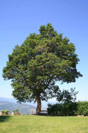 I giganti dell’Appennino: una mostra per conoscere meglio gli alberi dell’Appennino Bolognese