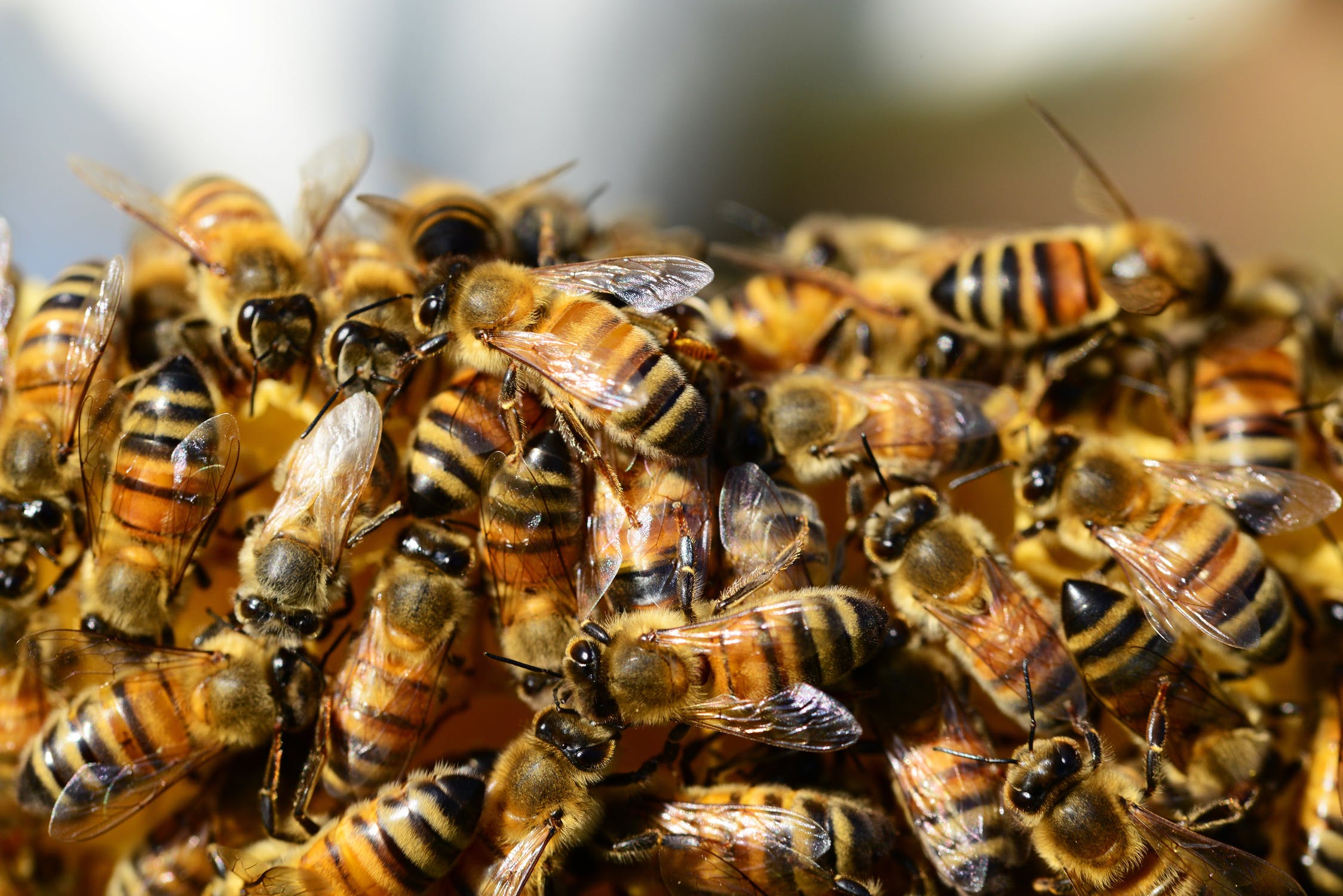 Sciamatura delle api: gli apicoltori possono spostarsi per esigenze lavorative
