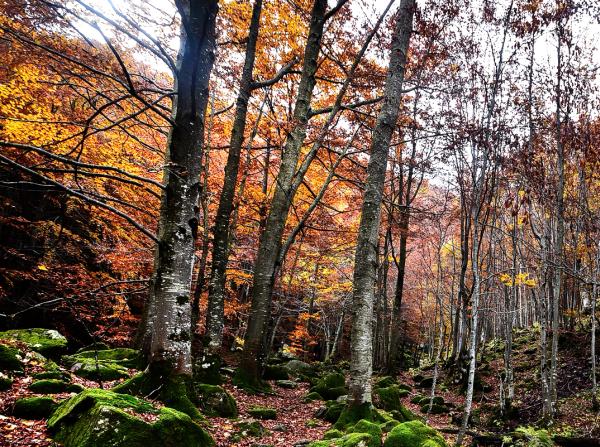 Tutte sospese le attività nei boschi
