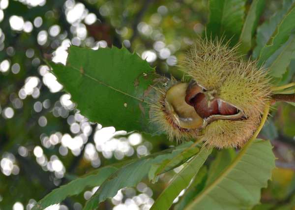 Si chiama “Gnomoniopsis” la nuova minaccia per i castagneti: un convegno a Vergato per parlarne