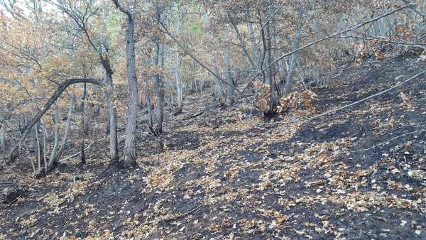 Ad un anno dall’incendio che ha devastato i boschi di Vergato pronti gli interventi per il recupero 