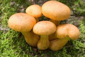 Divieto di raccolta funghi nei castagneti
