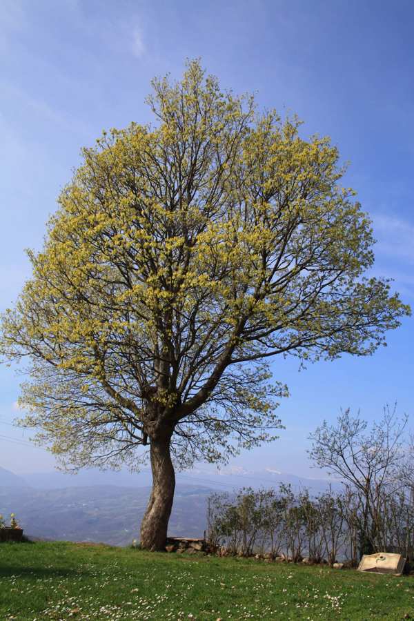 I giganti dell’Appennino: torna a grande richiesta la mostra sugli alberi dell’Appennino bolognese