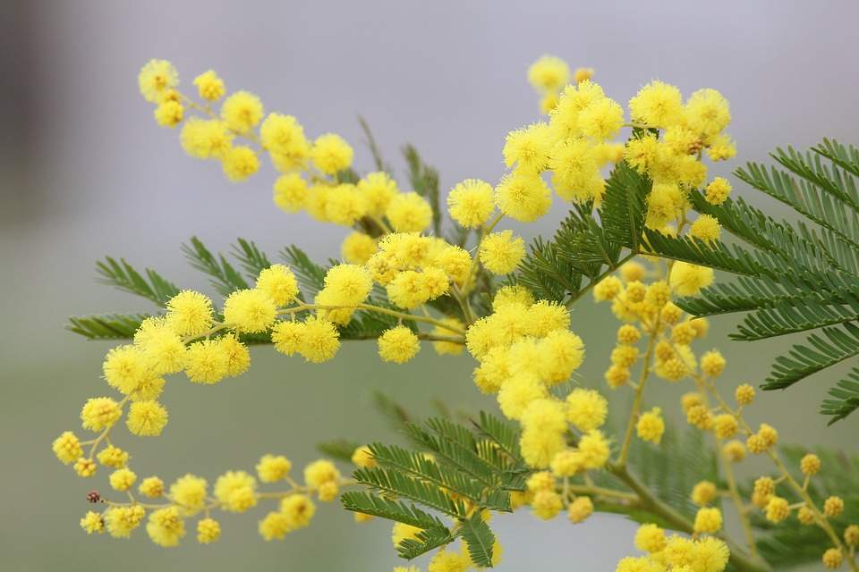 Festa della donna in Appennino: gli appuntamenti a Marzabotto, Vado e San Benedetto Val di Sambro