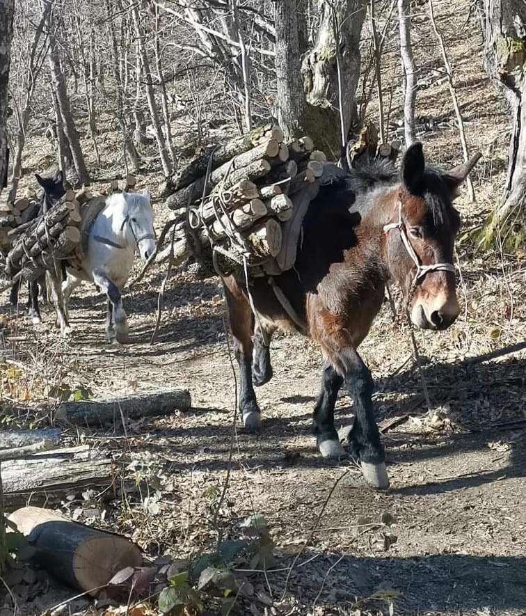 A Castel d’Aiano si ripuliscono i sentieri della Linea Gotica grazie al lavoro di 6 muli e una caval