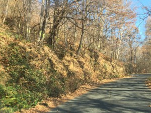 ORDINANZA TAGLIO PIANTE SU STRADE PUBBLICHE