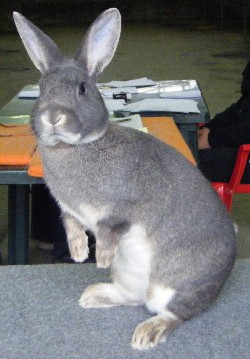 VINCITORE MOSTRA CUNICOLA 2011