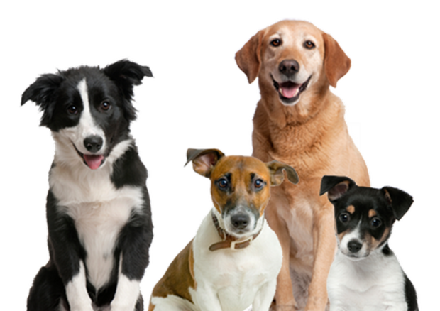 INAUGURAZIONE AREA SGAMBATURA CANI
