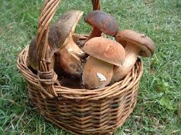 TESSERINO ONLINE PER RACCOLTA FUNGHI