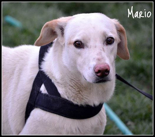 Progetto: cani abbandonati