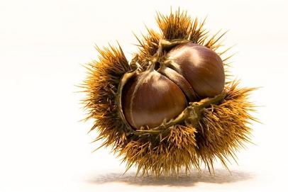 CAVAR LE CASTAGNE DAL FUOCO